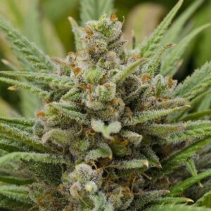 Close-up view of a Lemon Haze Strain Feminized Seeds flower. Premium genetics for a zesty aroma and potent effect are expected from this specific cannabis strain.