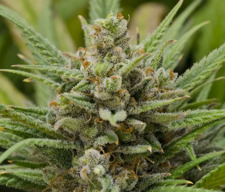Lemon Haze feminized seeds