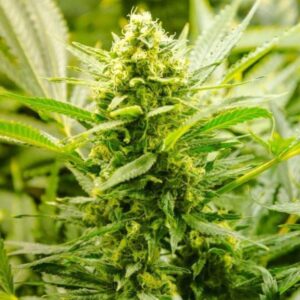 Close-up of a healthy cannabis plant grown from Lowryder Strain Feminized Seeds. Shows vibrant green buds and leaves in detail.