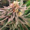 Close-up view of a mature cannabis bud showcasing the potent trichomes of Mandarine Strain Feminized Seeds. High-quality cannabis plant genetics.
