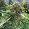 Close-up of the Best Mango Strain 1:1 CBD Seeds flower, showcasing its trichome-covered buds and vibrant green leaves. High-quality image for product presentation.