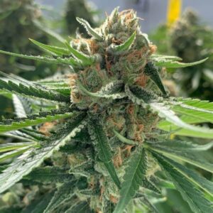 Close-up of the Best Mango Strain 1:1 CBD Seeds flower, showcasing its trichome-covered buds and vibrant green leaves. High-quality image for product presentation.