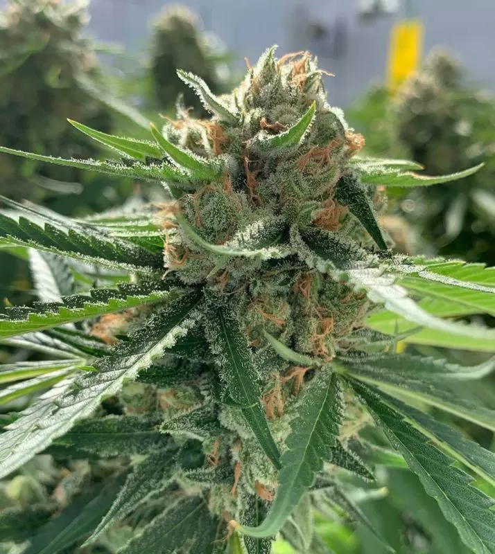 Best Mango Strain 1:1 Cbd Seeds Close-Up Of The Best Mango Strain 1:1 Cbd Seeds Flower, Showcasing Its Trichome-Covered Buds And Vibrant Green Leaves. High-Quality Image For Product Presentation.