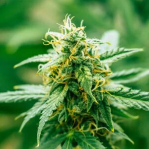 Close-up of a mature cannabis bud, showcasing the trichome-covered leaves of the Maxigom Strain Feminized Seeds plant. High-quality genetics for premium results.