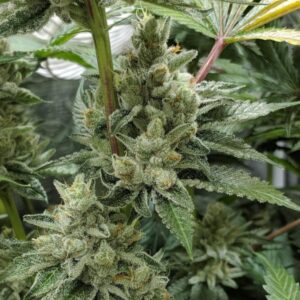Close-up of flowering Mexican Gold 1:1 Strain CBD Seeds. This image displays healthy, budding plants, showcasing potential yield and quality for growers.