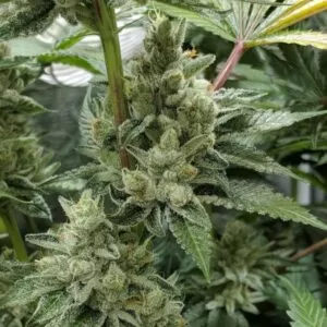 Close-up of flowering Mexican Gold 1:1 CBD Seeds. This image displays healthy, budding plants, showcasing potential yield and quality for growers.