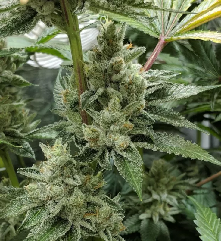 Mexican Gold 1:1 cbd seeds