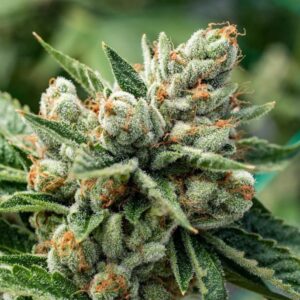 Close-up of a mature cannabis bud showcasing the potent trichomes of the OG Kush 1:15 Strain CBD Seeds, known for its exceptional CBD content.