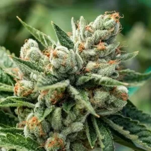 Close-up of a mature cannabis bud showcasing the potent trichomes of the OG Kush 1:15 Strain CBD Seeds, known for its exceptional CBD content.