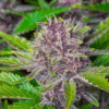 Close-up of a vibrant Purple Punch Strain Autoflower Seeds plant, showcasing its unique purple buds and trichome-covered leaves. View our premium autoflower seeds.