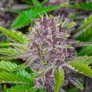 Close-up of a vibrant Purple Punch Strain Autoflower Seeds plant, showcasing its unique purple buds and trichome-covered leaves. View our premium autoflower seeds.
