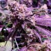 Close-up of a vibrant purple cannabis bud, showcasing the potential yield from Purple Sunset Strain Feminized Seeds. High-quality genetics for premium results.