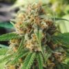 Close-up image of a mature Strawberry 1:15 Strain CBD Seeds flower. View our selection of high-quality CBD seeds for sale online today.
