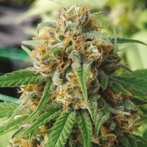 Close-up image of a mature Strawberry 1:15 Strain CBD Seeds flower. View our selection of high-quality CBD seeds for sale online today.