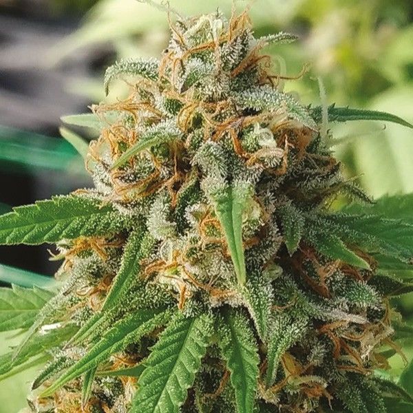 Strawberry 1:15 Strain Cbd Seeds Close-Up Image Of A Mature Strawberry 1:15 Strain Cbd Seeds Flower. View Our Selection Of High-Quality Cbd Seeds For Sale Online Today.