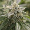 Close-up of a potent and frosted cannabis flower, showcasing the quality of Super Lemon 1:1 Strain CBD Seeds. High-CBD variety for a balanced effect.