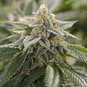 Close-up of a potent and frosted cannabis flower, showcasing the quality of Super Lemon 1:1 Strain CBD Seeds. High-CBD variety for a balanced effect.