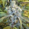Close-up of a mature cannabis plant bud, showcasing the premium Super Silver Haze 1:1 Strain CBD Seeds. The focus highlights the plant's rich trichome coverage.