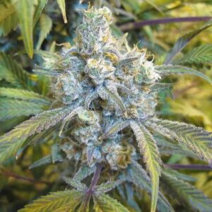 Close-up of a mature cannabis plant bud, showcasing the premium Super Silver Haze 1:1 Strain CBD Seeds. The focus highlights the plant's rich trichome coverage.