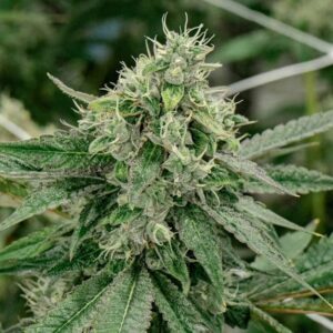 Close-up of a potent Triple XL Strain Feminized Seeds cannabis plant, showcasing its resinous buds and vibrant green leaves, ready for harvest.