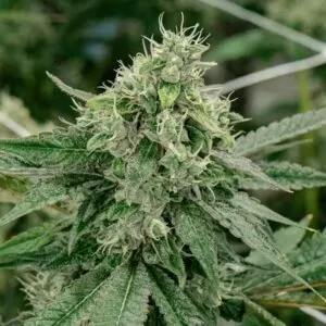 Triple XL Feminized Seeds