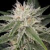 Close-up of a White Widow 1:1 Strain CBD Seeds bud, showcasing the frosty trichomes. A premium quality strain for CBD enthusiasts. Order your seeds today!
