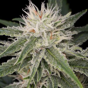 Close-Up Of A White Widow 1:1 Strain Cbd Seeds Bud, Showcasing The Frosty Trichomes. A Premium Quality Strain For Cbd Enthusiasts. Order Your Seeds Today!