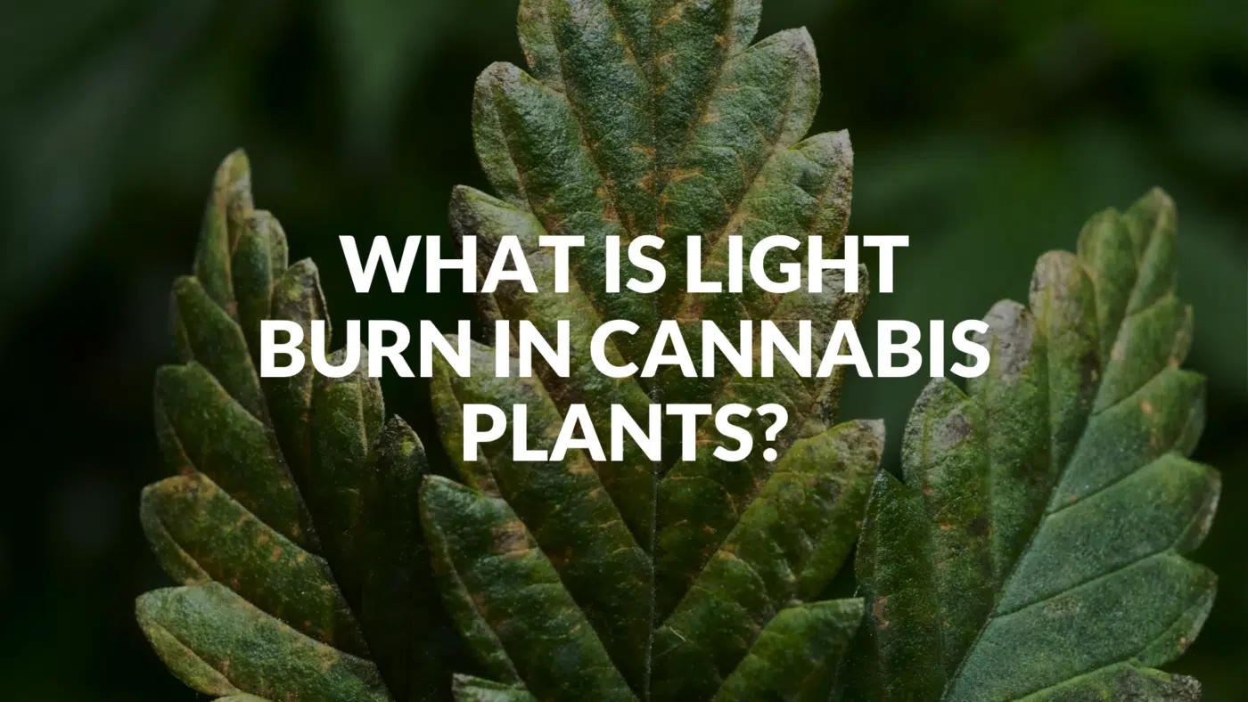 What Is Light Burn In Cannabis Plants?