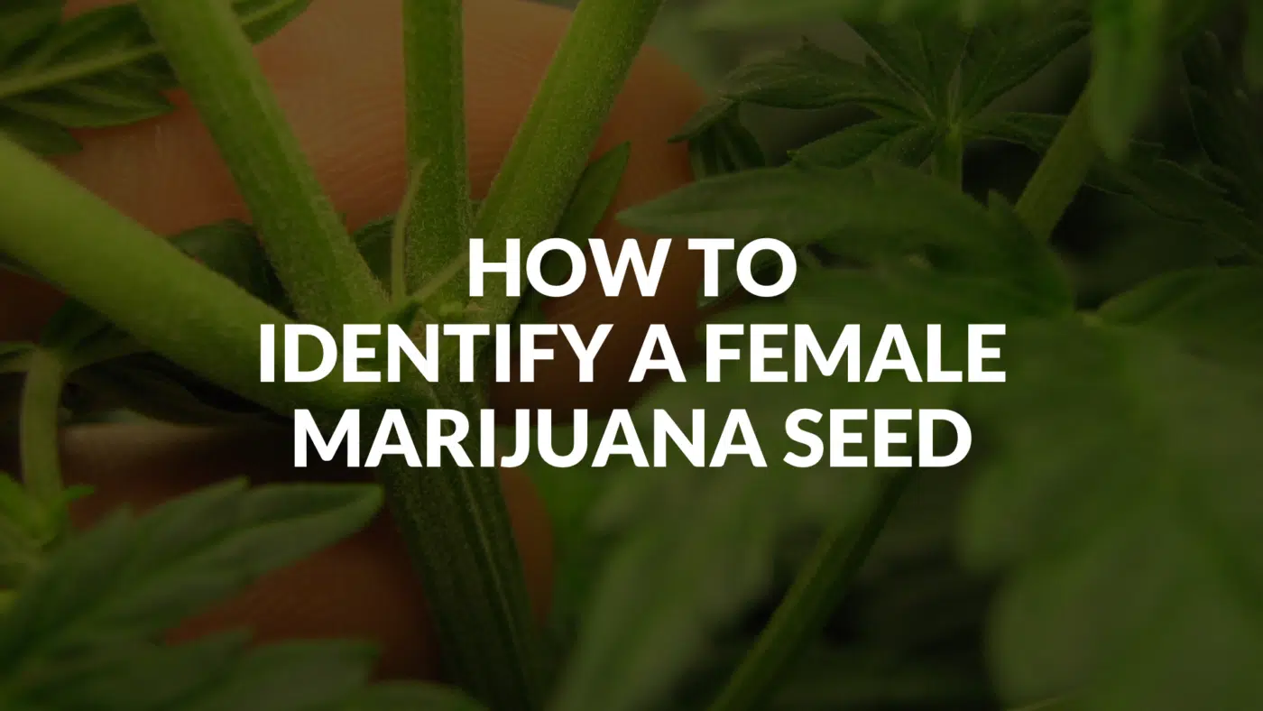 How To Identify A Female Marijuana Seed How To Identify A Female Marijuana Seed