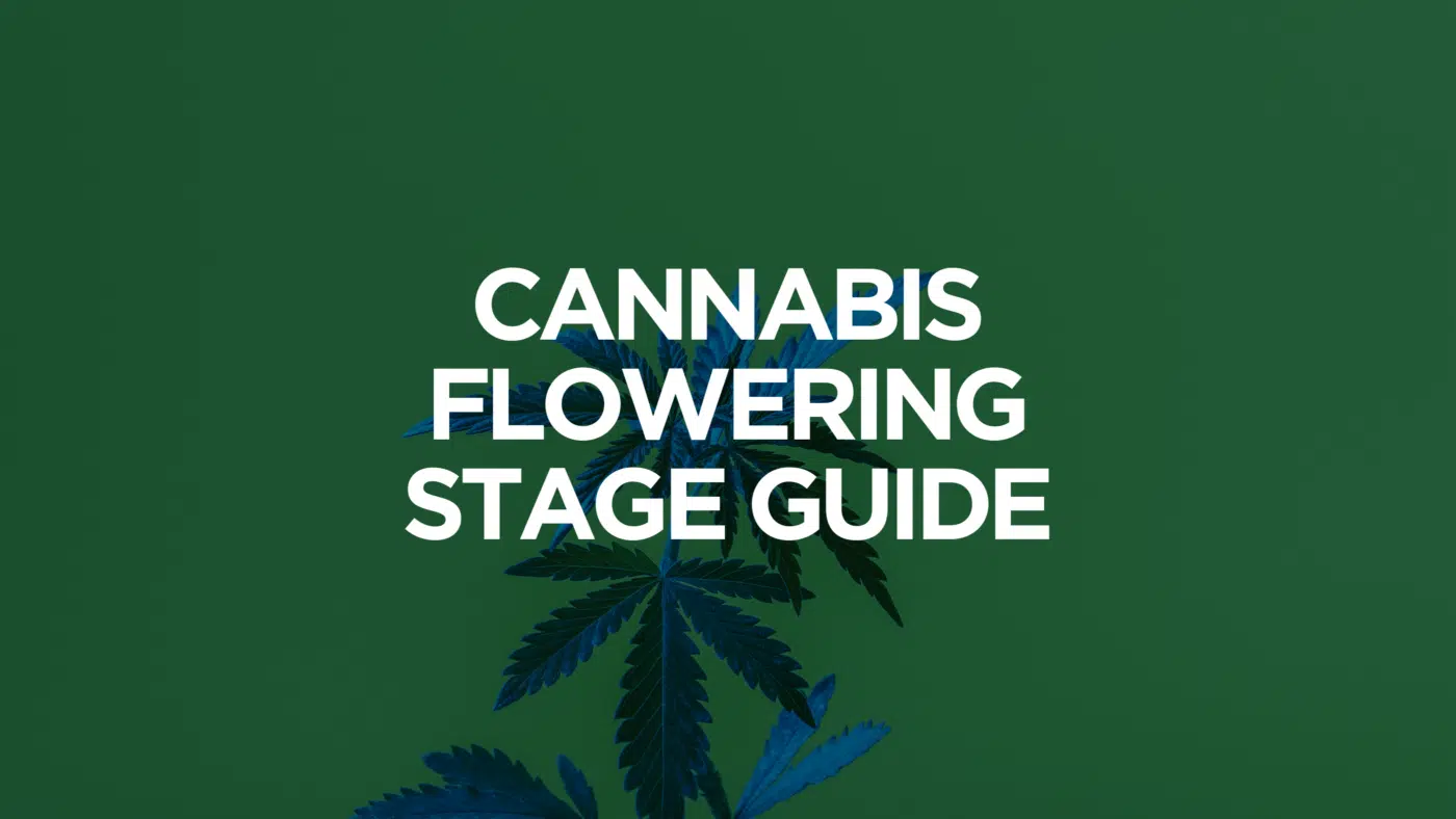 Cannabis Flowering Stage Guide Cannabis Flowering Stage Guide