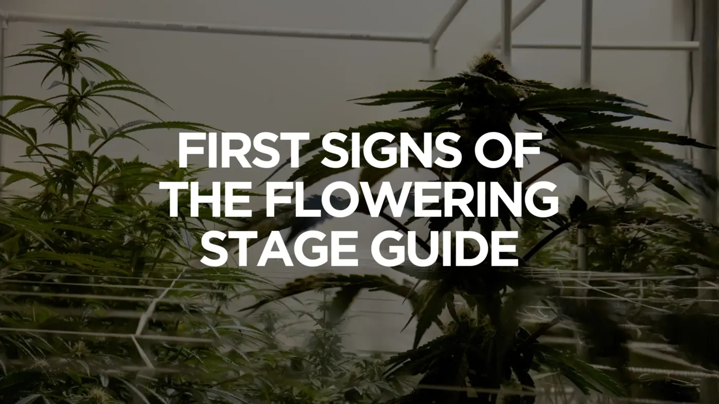 First Signs Of The Flowering Stage Guide For Cannabis First Signs Of The Flowering Stage Guide
