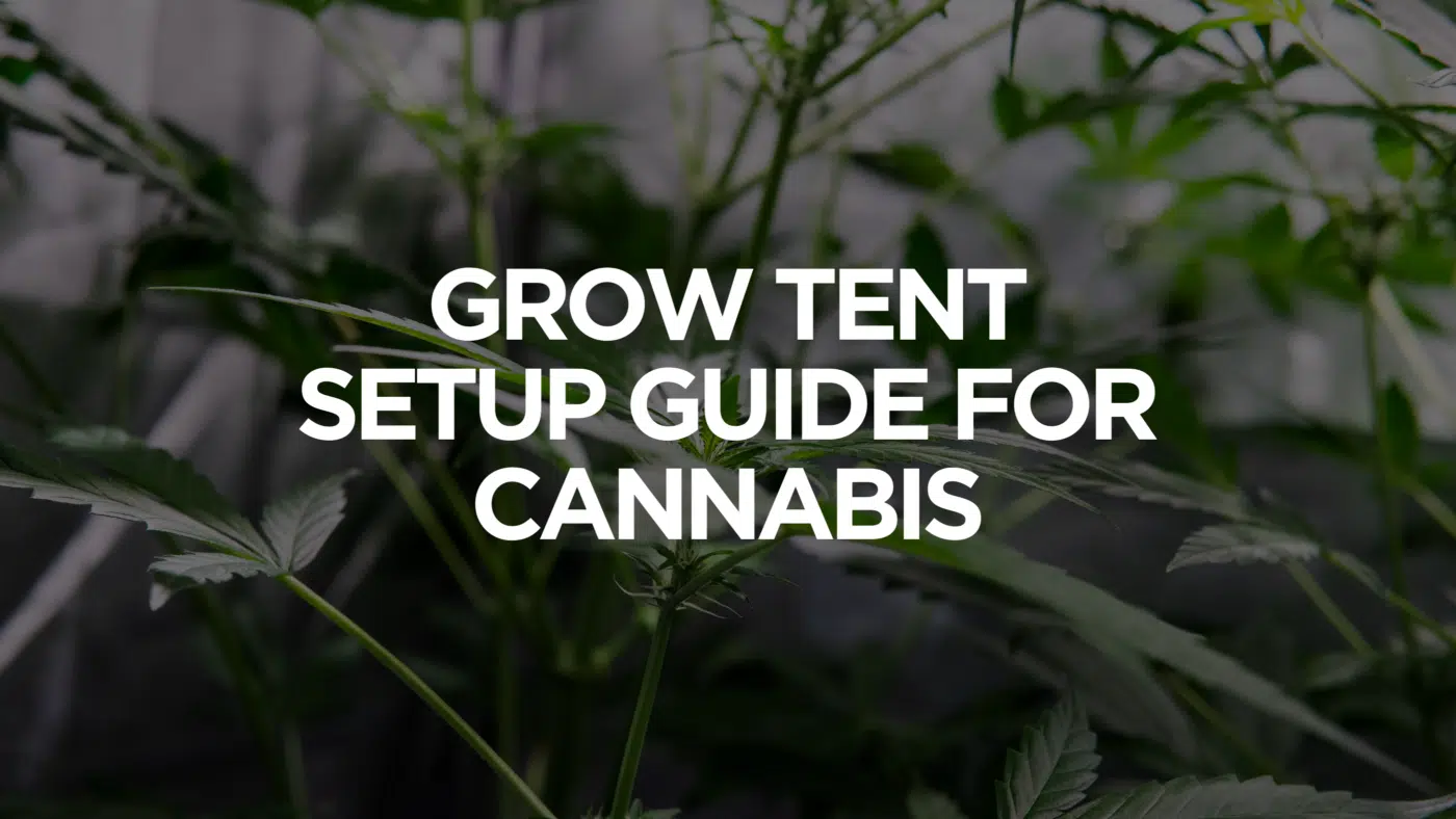 Grow Tent Setup Guide For Cannabis Grow Tent Setup Guide For Cannabis