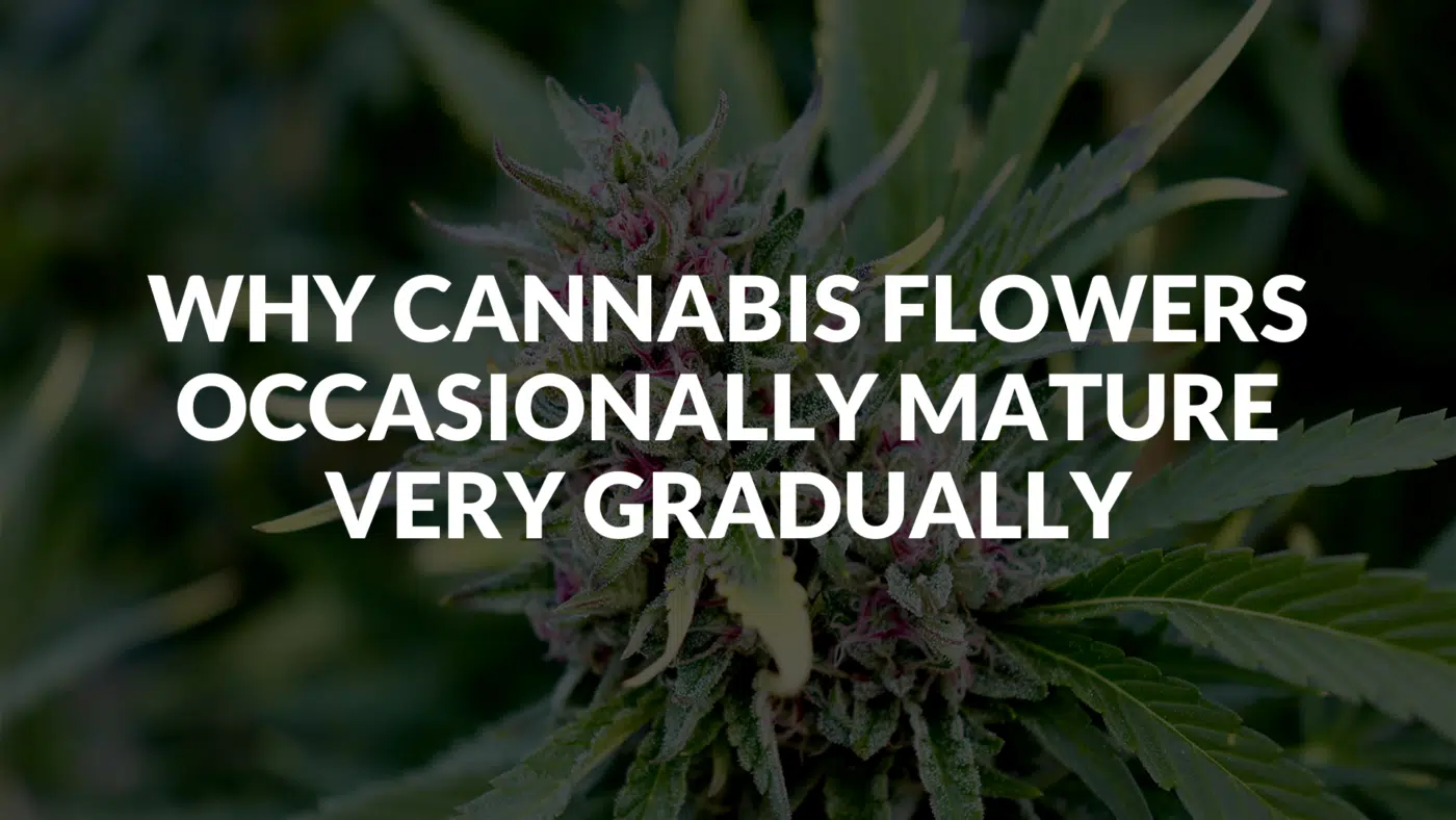 Why Cannabis Flowers Mature Slowly Why Cannabis Flowers Occasionally Mature Very Gradually