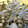 Close-up of a mature cannabis plant grown from Jealousy Strain Feminized Seeds. High-quality genetics for premium flower.
