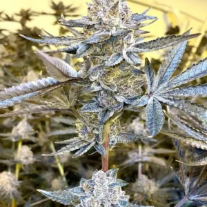Close-up of a mature cannabis plant grown from Jealousy Strain Feminized Seeds. High-quality genetics for premium flower.