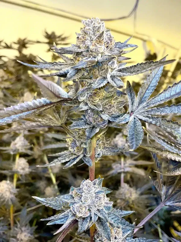 Jealousy feminized seeds