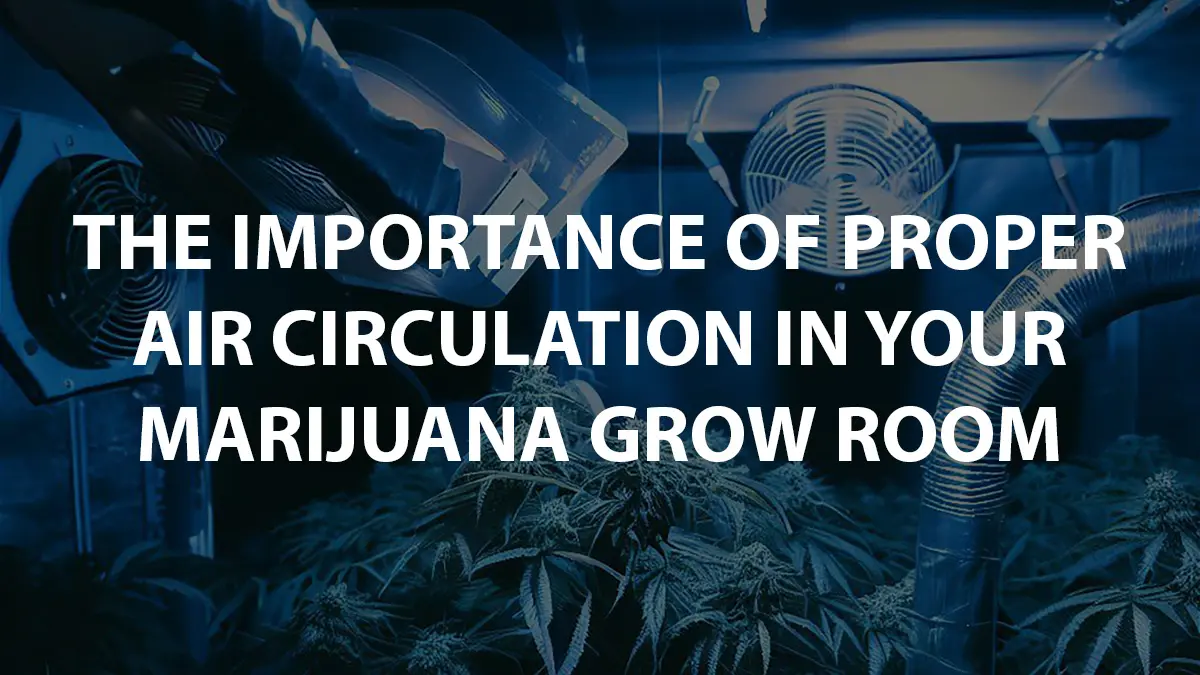 The Importance Of Proper Air Circulation In Your Marijuana Grow Room The Importance Of Proper Air Circulation In Your Marijuana Grow Room