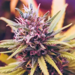 Close-up showcasing the vibrant colors of the Biscotti Strain Feminized Seeds flower, highlighting its unique characteristics. Learn more about growing Biscotti Strain Feminized Seeds.
