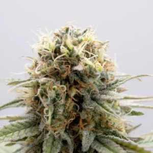 Close-up of a frosted bud of the Ice Cream Strain Feminized Seeds, showcasing its trichome coverage and potent characteristics for discerning cultivators.
