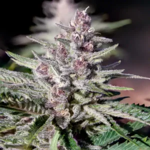 Close-up of a vibrant Mimosa Strain Feminized Seeds flower, showcasing its dense trichome coverage and purple hues. Buy premium Mimosa seeds for cultivation.