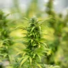 Close-up of a vibrant cannabis plant, showcasing the quality genetics of Cereal Milk Strain Feminized Seeds. Green leaves and budding flowers visible.