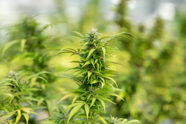 Cereal Milk feminized seeds