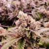 Close-up of a mature Gushers Strain Feminized Seeds plant showcasing trichome-rich buds and vibrant foliage, ideal for cultivation reference and seed sales.