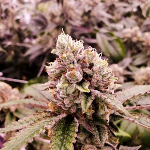 Close-up of a mature Gushers Strain Feminized Seeds plant showcasing trichome-rich buds and vibrant foliage, ideal for cultivation reference and seed sales.