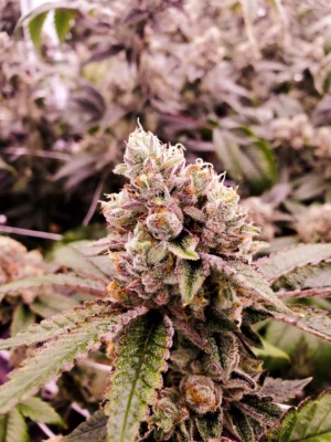 Close-Up Of A Mature Gushers Strain Feminized Seeds Plant Showcasing Trichome-Rich Buds And Vibrant Foliage, Ideal For Cultivation Reference And Seed Sales.