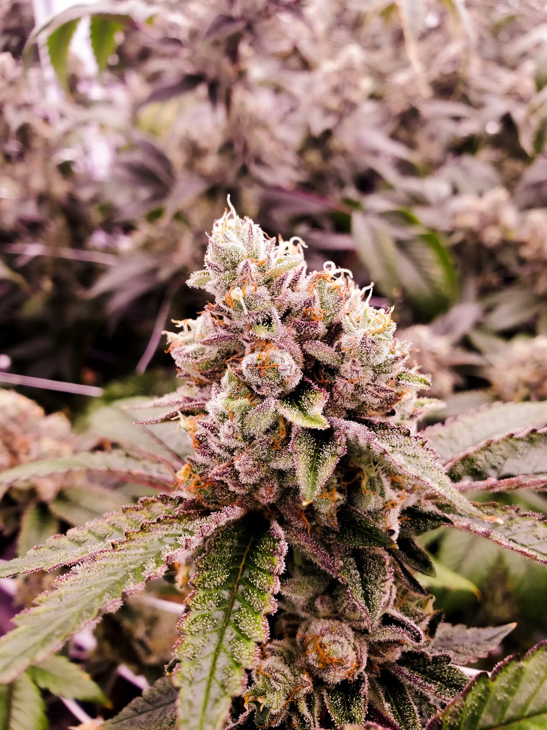 Gushers Strain Feminized Seeds Close-Up Of A Mature Gushers Strain Feminized Seeds Plant Showcasing Trichome-Rich Buds And Vibrant Foliage, Ideal For Cultivation Reference And Seed Sales.