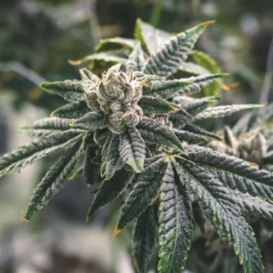 Close-up of a mature White Runtz Strain Feminized Seeds plant, showcasing frosty buds and resin-coated leaves, indicating a high-quality harvest.