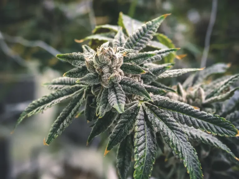 White Runtz feminized seeds