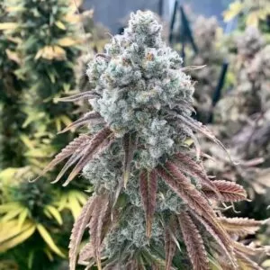 Gary Payton Feminized Seeds