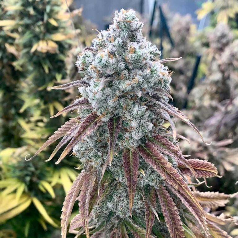 Gary Payton Strain Feminized Seeds: Genetics &Amp; Grow Guide Close-Up Of A Frosty Gary Payton Strain Bud, Showcasing Its Dense Trichome Coverage And Vibrant Purple Hues. Buy Gary Payton Strain Feminized Seeds Today!